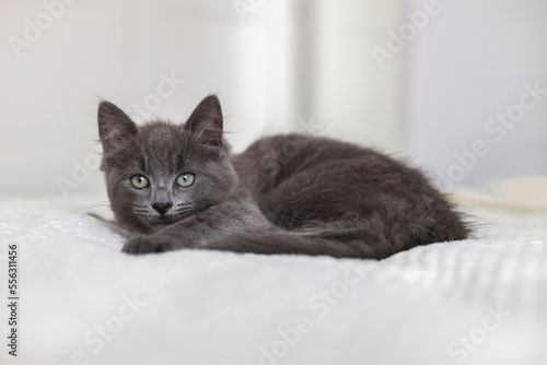 Cute gray inquisitive kitten lies on the bed in the bedroom and rests. A small kitten looks into the camera. cute pets