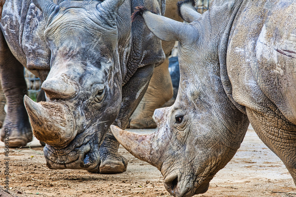 Obraz premium Nashorn