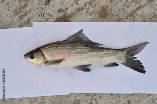 Labeo gonius