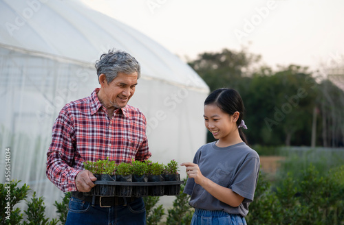 a girl is interested in ornamental plants on nursery pot in senior man hands , grandfather is teaching granddaughter to know the trees that he planted photo