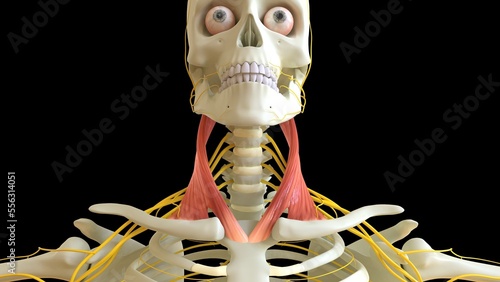 Sternocleidomastoid Muscle anatomy for medical concept 3D rendering photo
