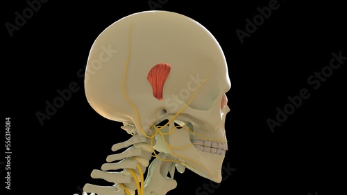 Superior Auricular Muscle anatomy for medical concept 3D rendering photo
