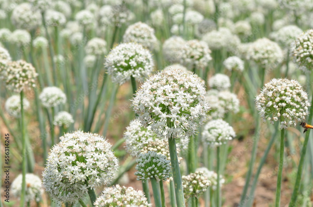 Onion flower