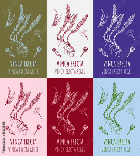 Set of vector drawings Vinca in different colors. Hand drawn illustration. Latin name Vinca erecta REGEL 