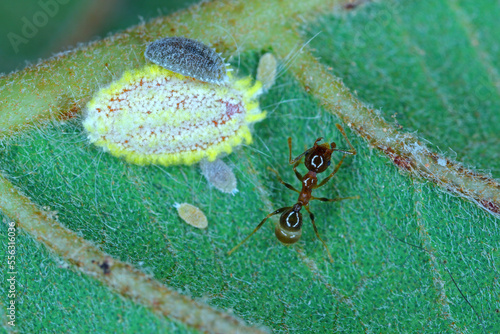 Seychelles scale, Icerya seychellarum (Hemiptera: Monophlebidae) is the dangerous pest of avocado, mango and citrus trees in the Mediterranean Basin and other warm regions of the world. photo