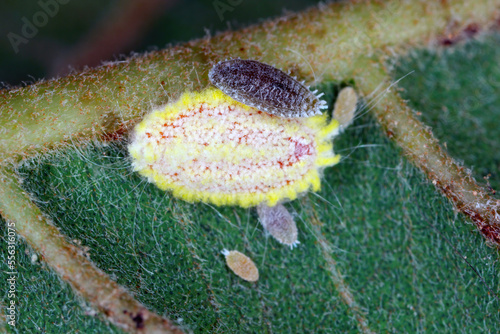 Seychelles scale, Icerya seychellarum (Hemiptera: Monophlebidae) is the dangerous pest of avocado, mango and citrus trees in the Mediterranean Basin and other warm regions of the world. photo