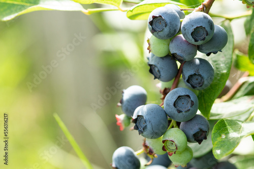 Fotografija Blueberry branch farm berry harvest