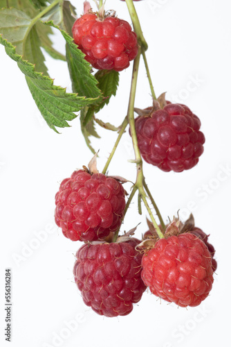 Ripe raspberries on a branch close-up on a white background