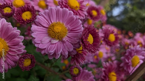 purple and yellow flowers