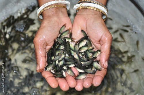 Climbing perch photo