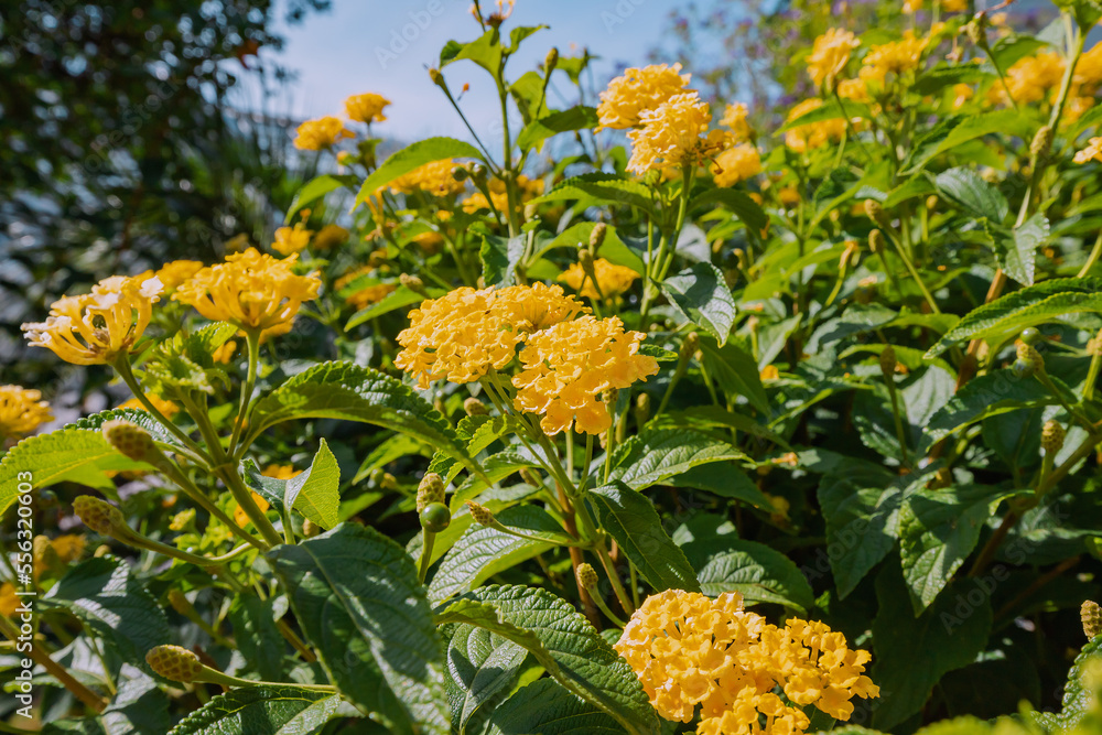 Common Lantana blooming plant in park or garden. Pollen and herbal concept Common Lantana blooming plant in park or garden. Pollen and herbal concept