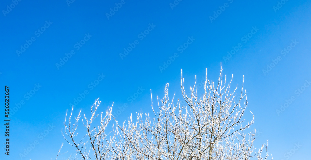 Tree branches covered with white hoarfrost against the blue sky background. Up view. Frozen plants. Pattern of plum tree in winter season. Fruit garden details. Beauty in nature. Frosty sunny weather Tree branches covered with white hoarfrost against the blue sky background. Up view. Frozen plants. Pattern of plum tree in winter season. Fruit garden details. Beauty in nature. Frosty sunny weather