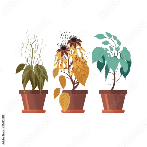 otted flower plant withering phases, life cycle. Isolated on background. Cartoon flat vector illustration