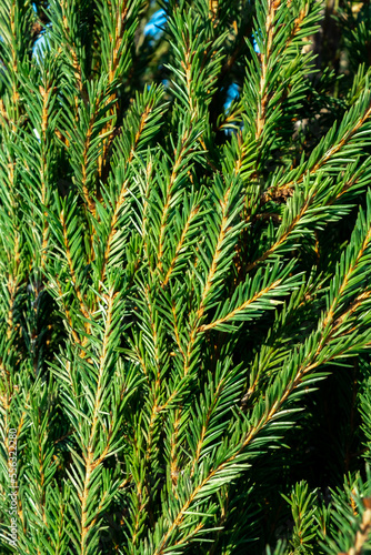 Spruce tree branches background. Close-up. Spruce needles texture. Evergreen plant side view. Winter season. Forest details. Beauty in nature. New Year holiday symbol. Vertical frame