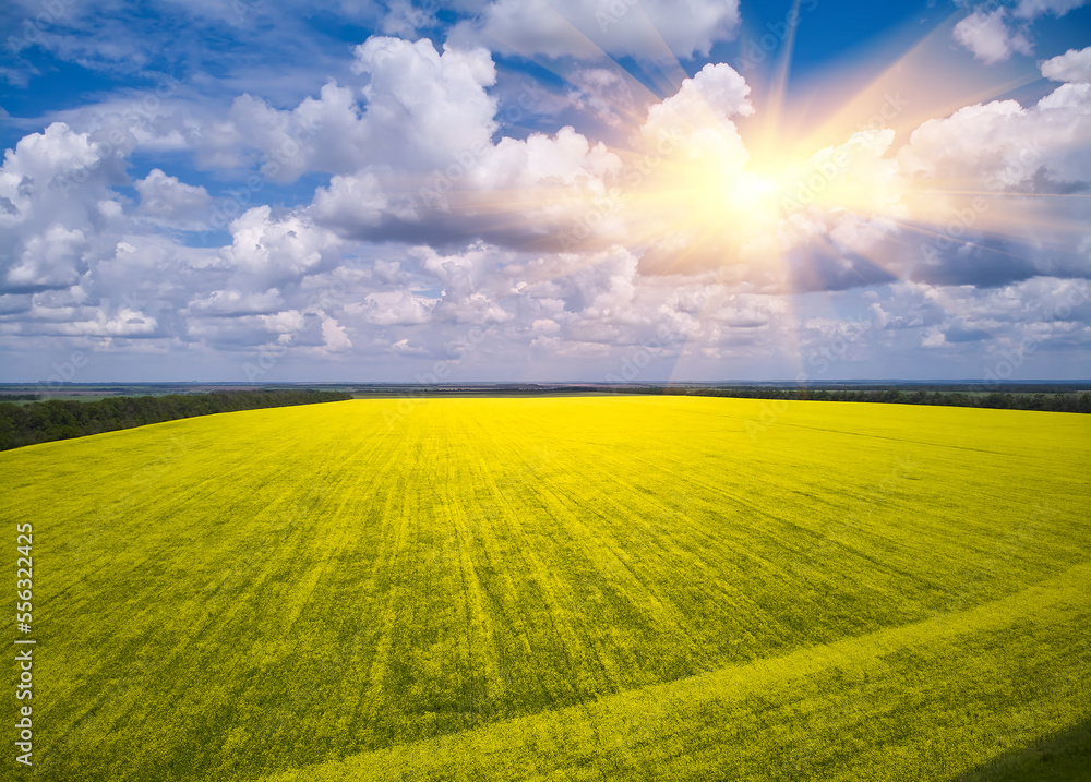 Rapeseed field blooms in the field. Rapeseed field blooms in the field.