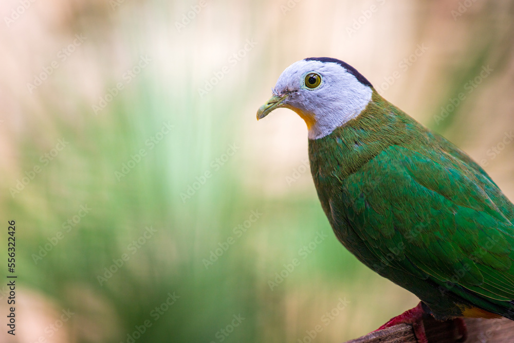 Obraz premium Portrait of Black Naped Fruit Dove bird