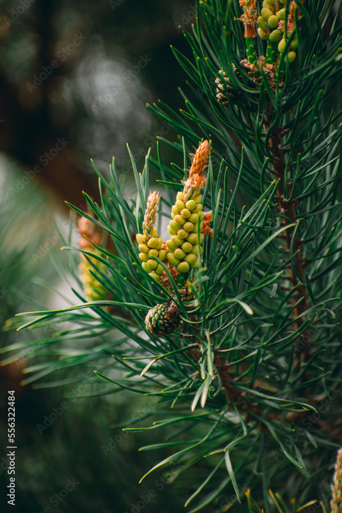 cones bloom in spring. macro photo