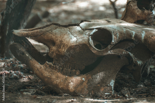 the skull of a wild animal