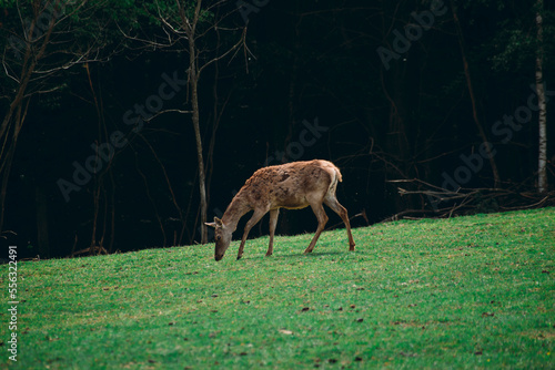 deer graze on a meadow in the middle of the forest