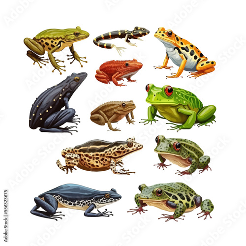 Set of frogs and toads of different species. Isolated on background. Cartoon flat vector illustration