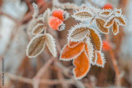 Rosehip leaves and berries with ice crystals.