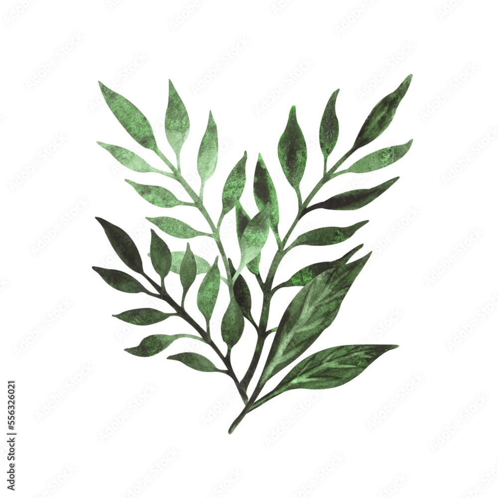 Hand-drawn watercolor illustration. An elegant composition of exotic tropical leaves isolated on a white background.