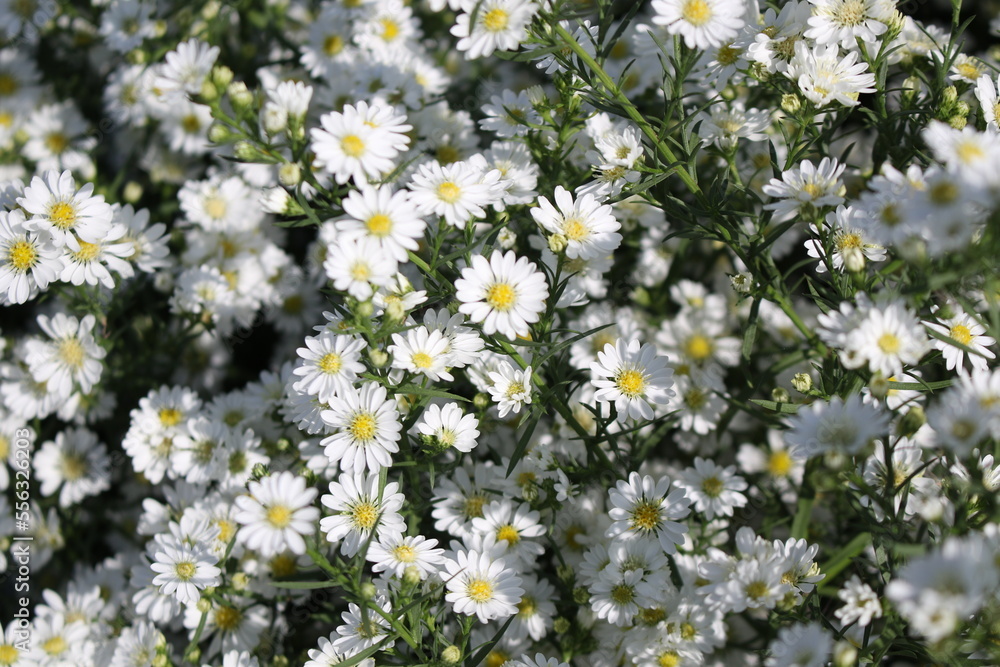 Obraz premium daisies in a field