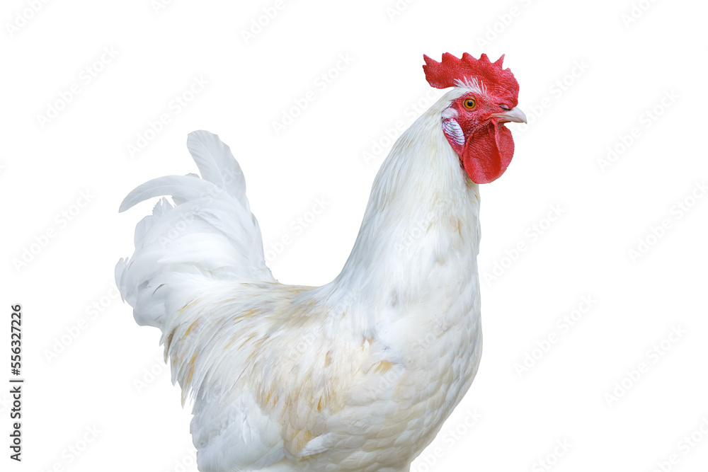 White rooster with bright red comb. Isolated png with transparency