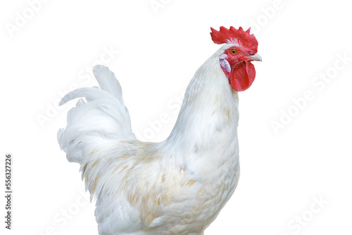 Obraz na płótnie White rooster with bright red comb. Isolated png with transparency w salonie