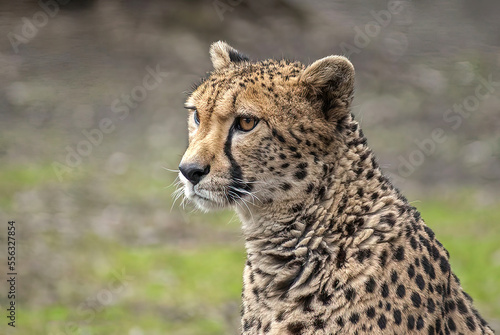 gepard
