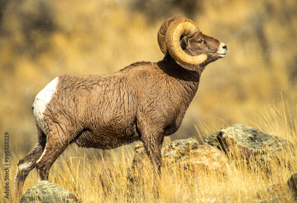 Obraz premium Big Horn Sheep