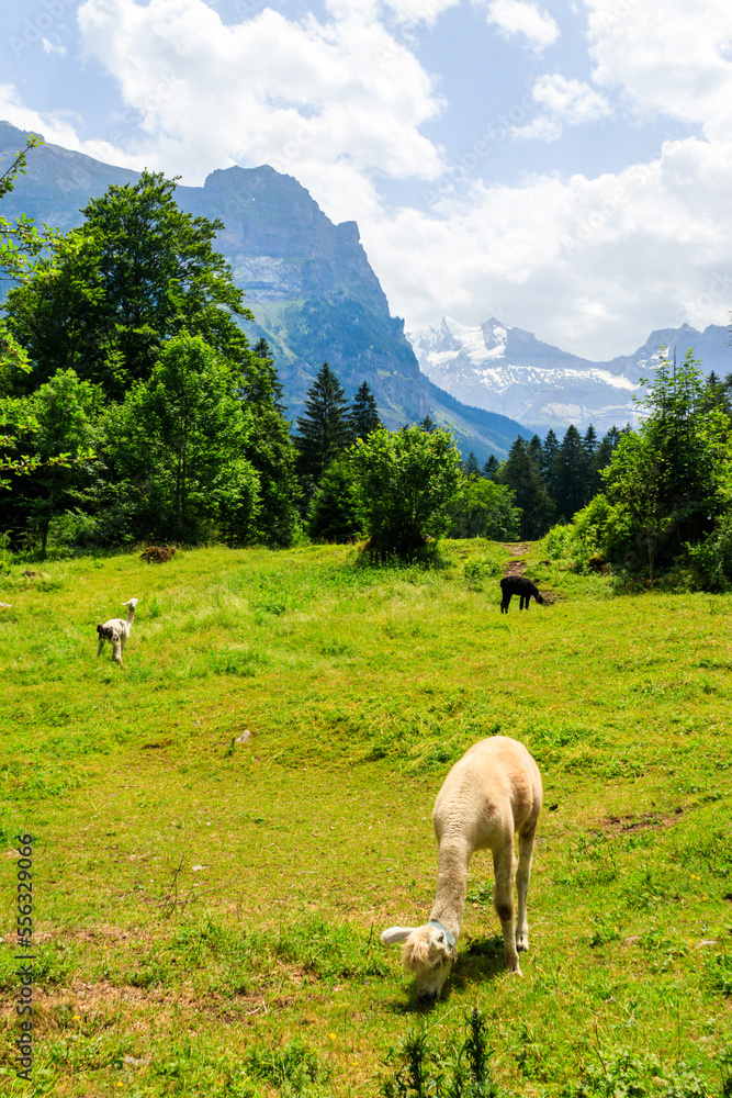 Alpaca grazing in green alpine meadow in Switzerland