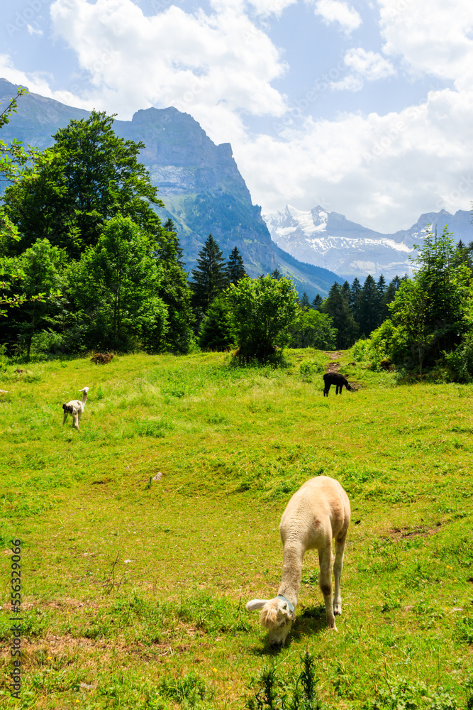 Fototapeta premium Alpaca grazing in green alpine meadow in Switzerland