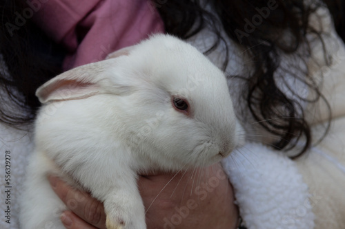 white rabbit in the arms of a brunette woman