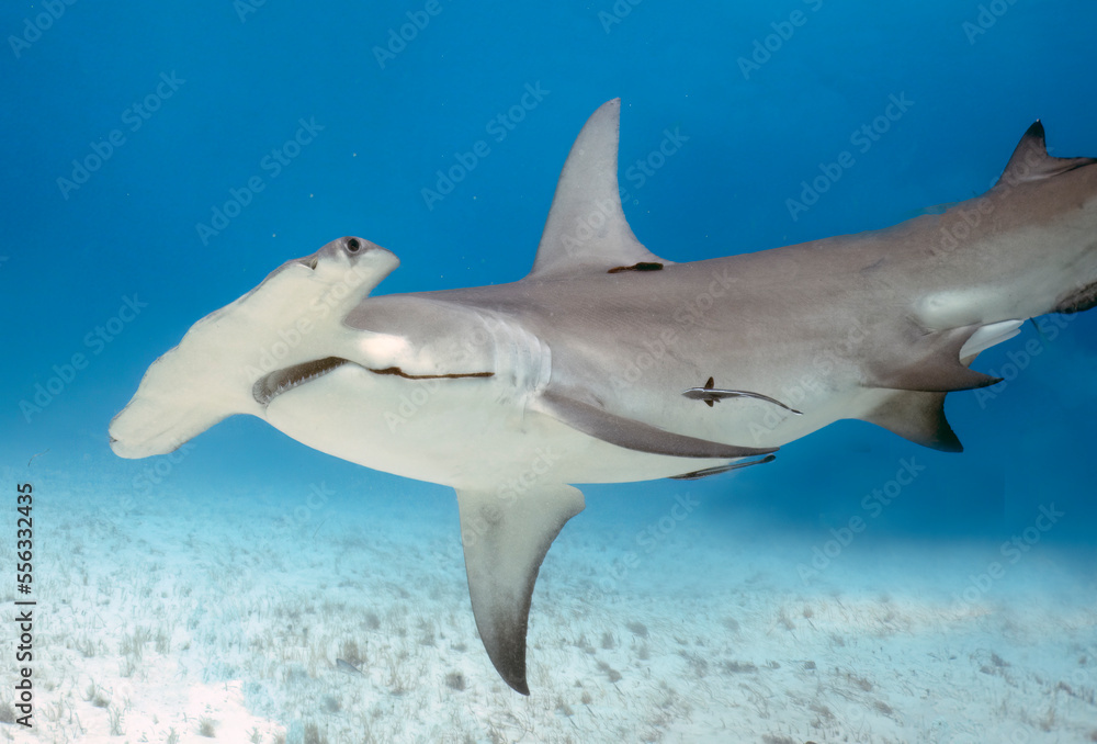 Obraz premium A Great Hammerhead (Sphyrna mokarran) in Bimini, Bahamas