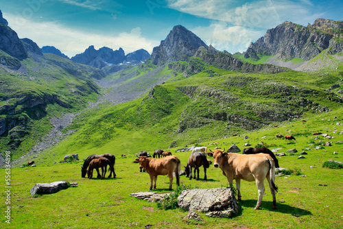 Cattle in El Meicin, Ubinas La Mesa masiff and Natural Park, Lena, Asturias, Spain