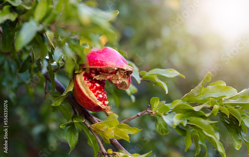 pomegranate garden, pomegranates cracking children, stress factor in plants, market protective fall
