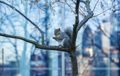 Grey squirrel on a tree near London City Hall UK