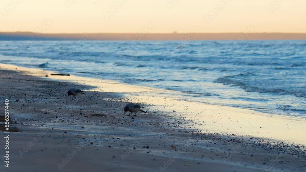 Large black crows are looking for food at the Baltic Sea beach in winter Large black crows are looking for food at the Baltic Sea beach in winter