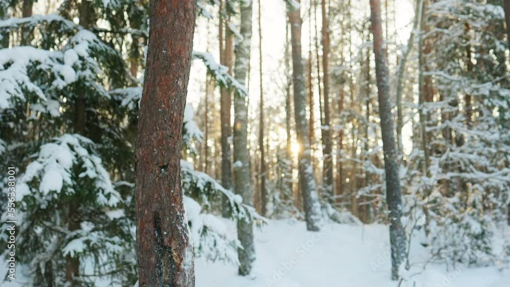 Beautiful winter forest in the Eastern Europe with snowy fir trees Beautiful winter forest in the Eastern Europe with snowy fir trees