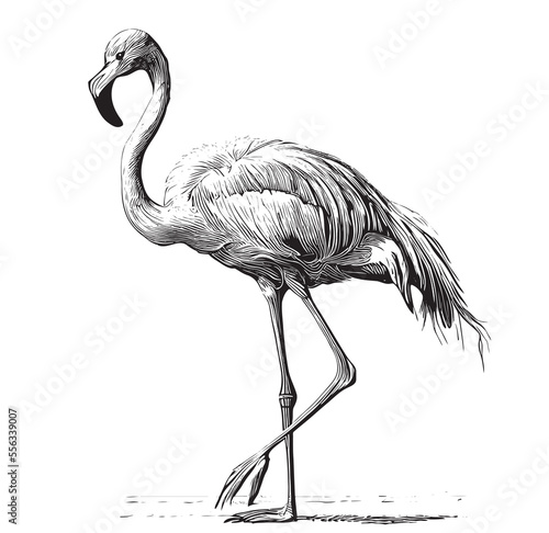 Flamingo bird sketch hand drawn engraving style abstract Vector illustration 