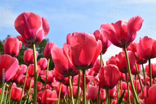 Bottom view of bright red-pink tulips on blue sky background. Viva Magenta color 2023.