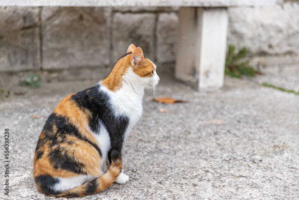 Cat walking along the fence. Croatian cat in traditional village. Cat sitting on the street. Cat walking along the fence. Croatian cat in traditional village. Cat sitting on the street.