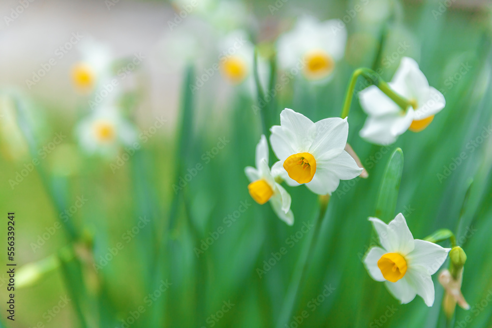 Narcissus or daffodils flowering on the meadow in Croatia Narcissus or daffodils flowering on the meadow in Croatia