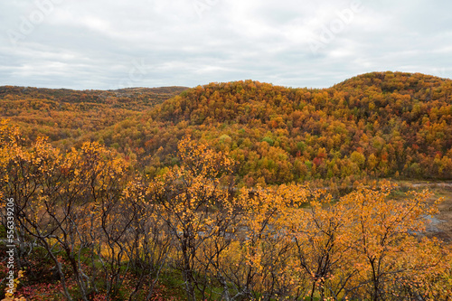 Colorful autumn tundra, beautiful landscape in Liinahamari.