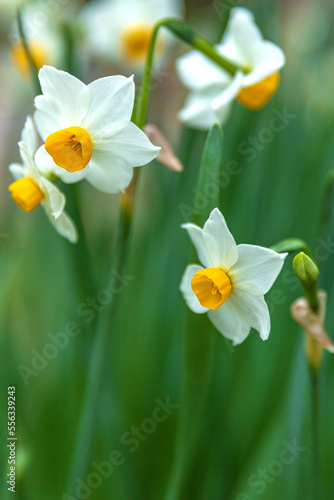 Narcissus or daffodils flowering on the meadow in Croatia