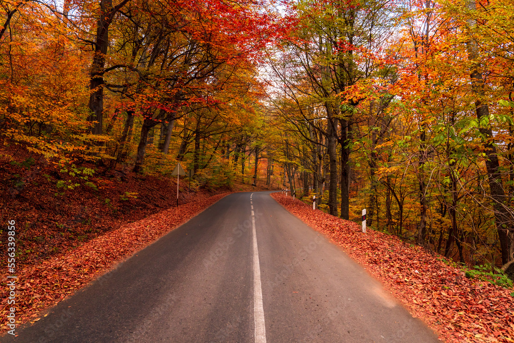 Asphalt road goes through colorful forest