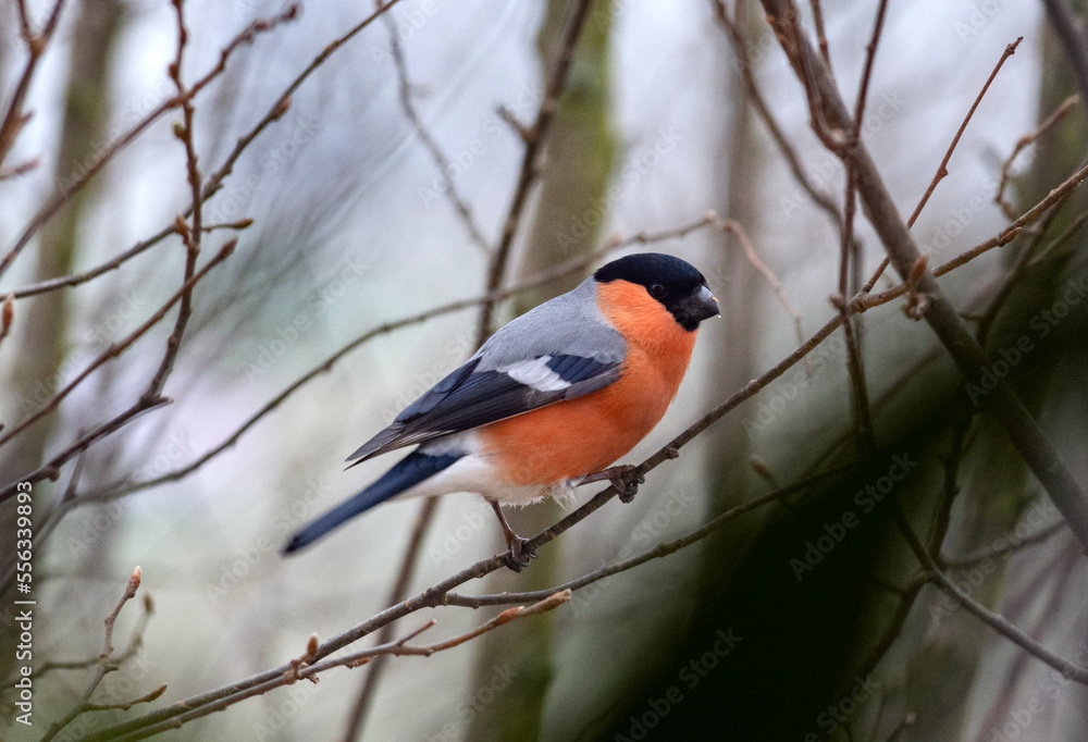 Männlicher Gimpel beobachtet seine Umgebung auf einem blattleeren Baum an einem nasskalten Wintertag Männlicher Gimpel beobachtet seine Umgebung auf einem blattleeren Baum an einem nasskalten Wintertag