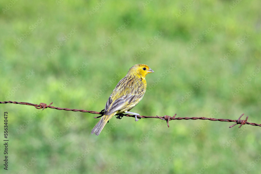 Obraz premium Saffron finch, or Canario da terra, perched on the barbed wire