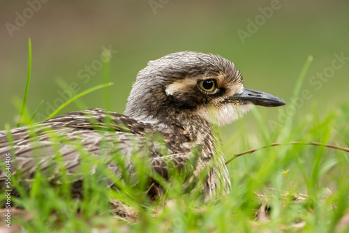Bush Stone-curlew